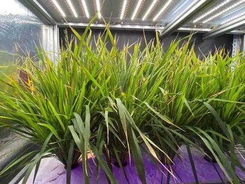 我國水稻技術取得重大突破 一年六割與苗木種植技術解析